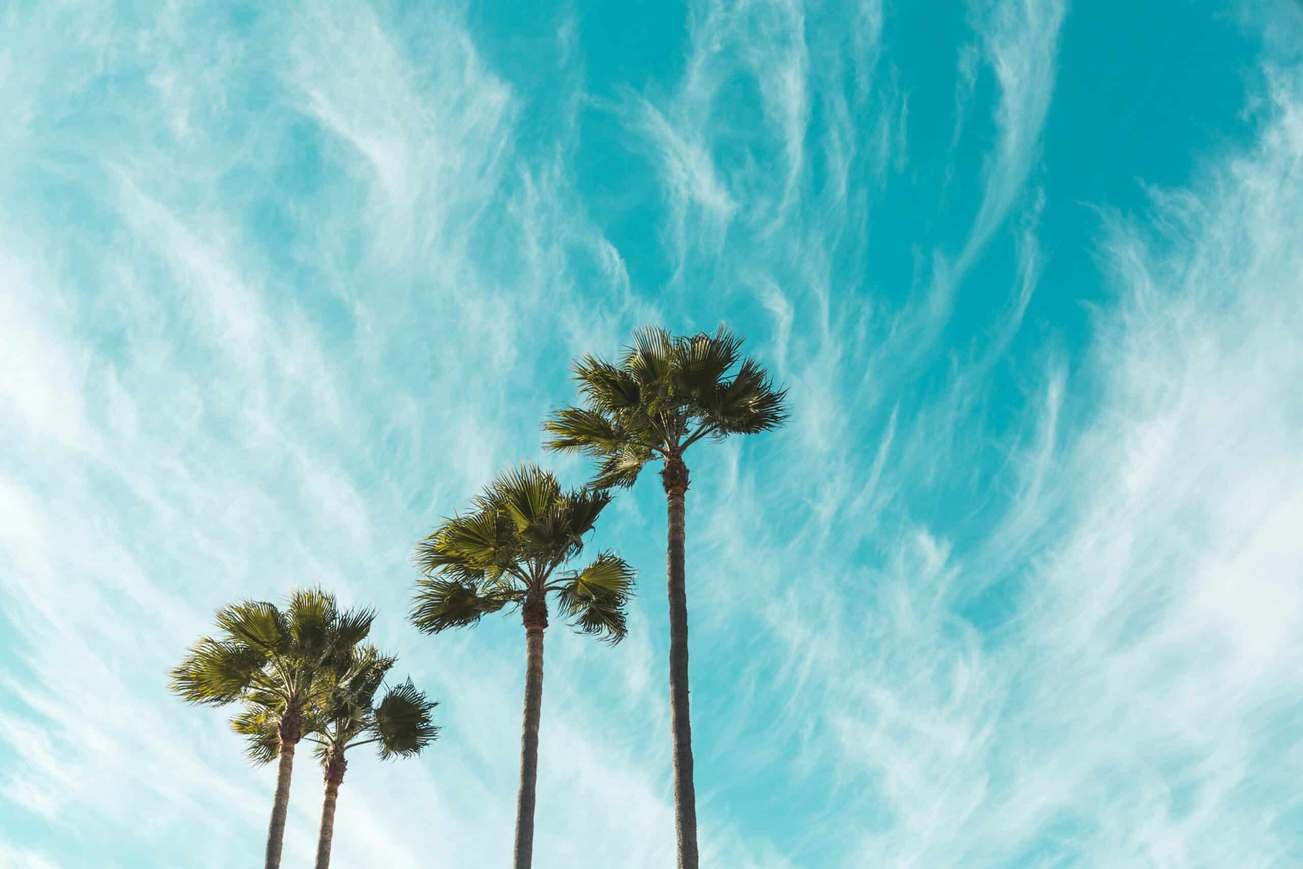 Blue skies and palm trees